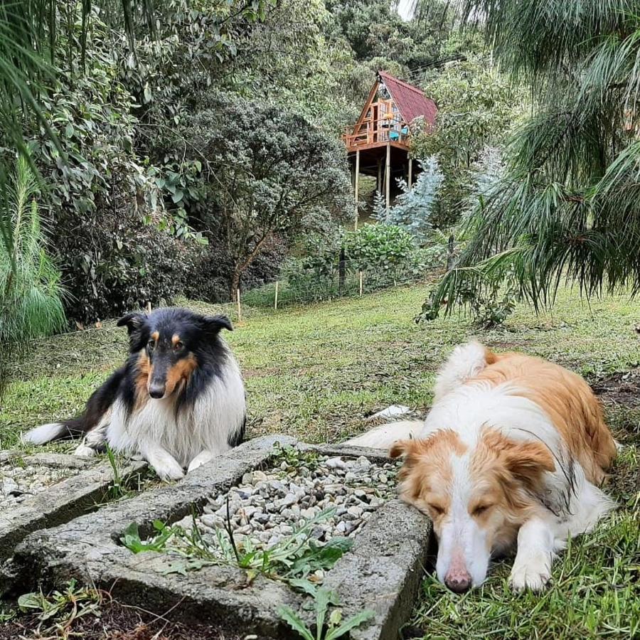 Chalets En Santa Elena En Medio Del Bosque Medellín Eksteriør bilde